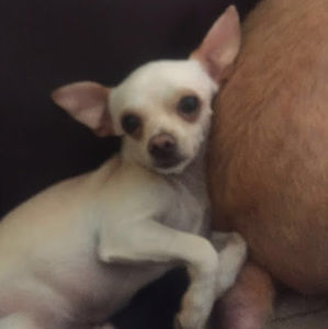 Meet your Posher, Victor